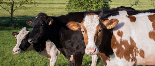 cows