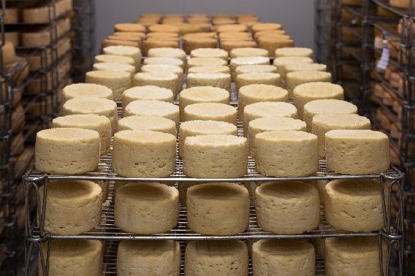 cheese