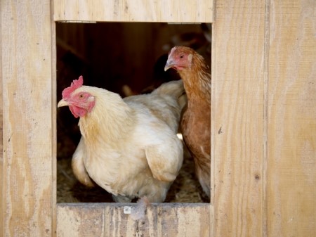 Chickens