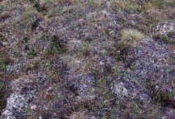 dry tundra.jpg