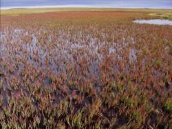 aquatic tundra