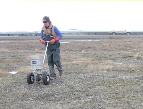 fertilizing