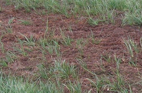 sedges sprouting